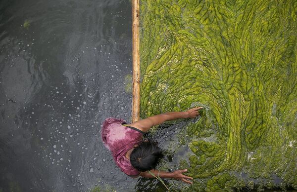 Un trabajador limpia algas en el estanque Kamal Pokhari en Katmandú (Nepal). - Sputnik Mundo