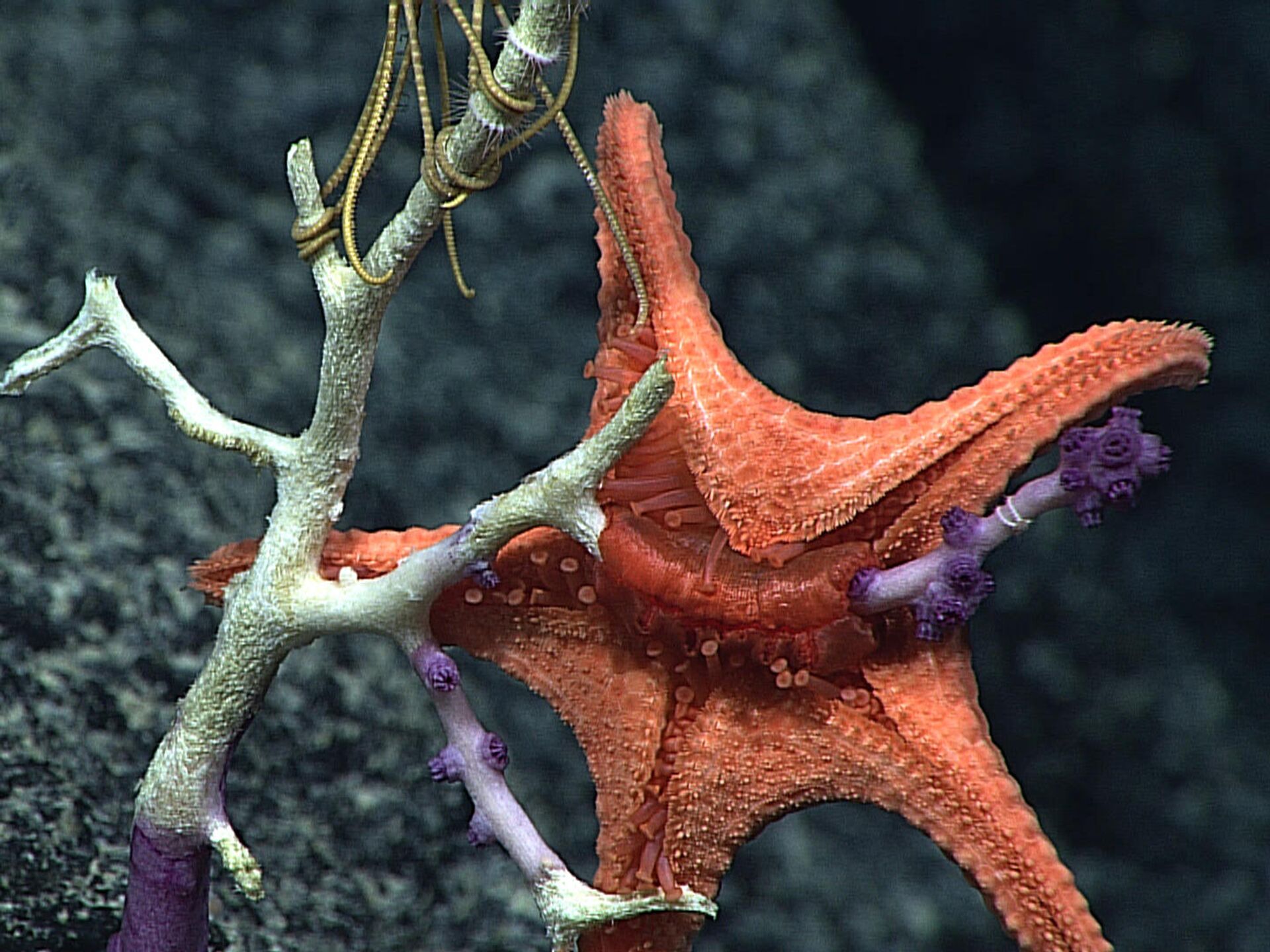 Cuál es la cabeza de una estrella de mar? La ciencia responde: toda ella