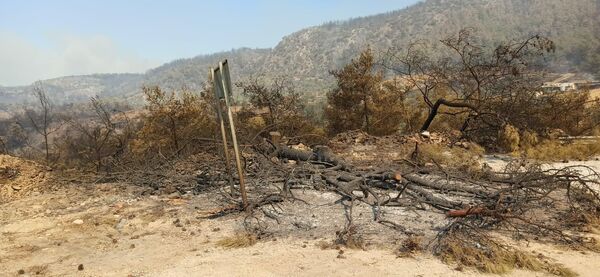 El desolado paisaje que dejan los incendios en Turquía, hectáreas de bosque calcinadas.
 - Sputnik Mundo
