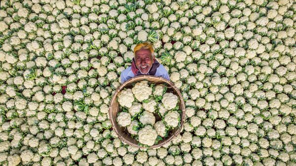 'Granjero feliz', fotografía individual de Rafid Yasar de Bangladesh, la mejor obra  del Concurso Internacional de Fotoperiodismo - Sputnik Mundo