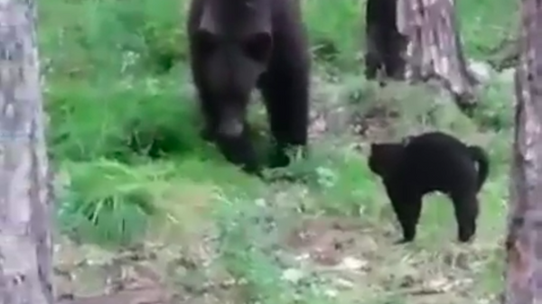 Un gato defiende a sus dueños de un enorme oso en Rusia - Sputnik Mundo