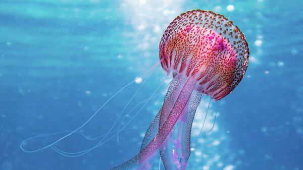 Imagen referencial de una medusa - Sputnik Mundo