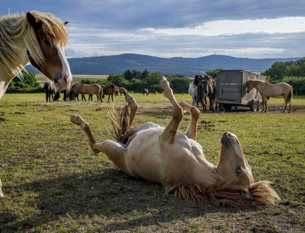 Unos caballos islandeses juegan cerca de Fráncfort (Alemania) el 9 de agosto. - Sputnik Mundo