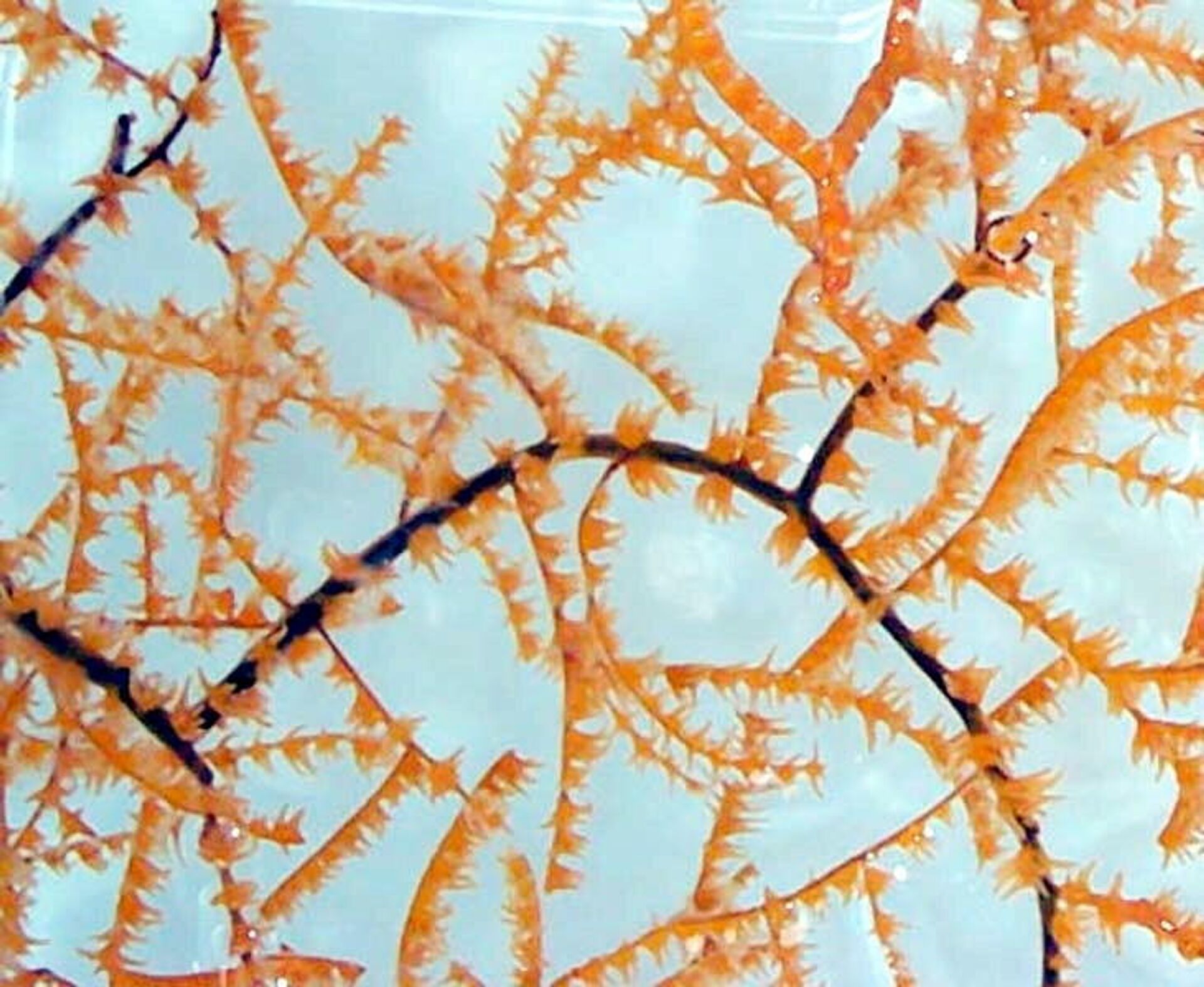 Una colonia de coral negro - Sputnik Mundo, 1920, 17.08.2021