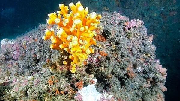 Coral naranja en Punta de la Mona  - Sputnik Mundo