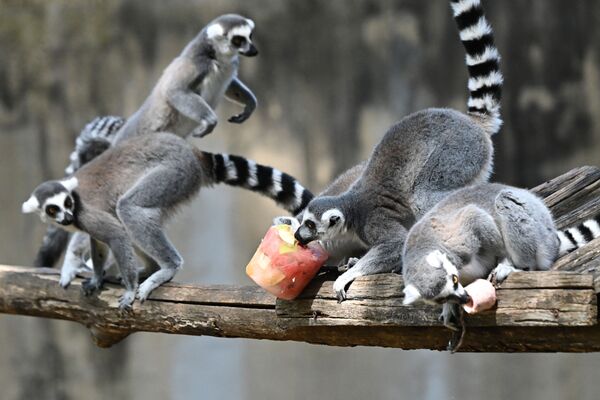 Unos lémures disfrutan de frutas congeladas en el Jardín Zoológico de Roma. - Sputnik Mundo