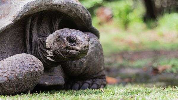 Una tortuga gigante en Las Seychelles (archivo) - Sputnik Mundo