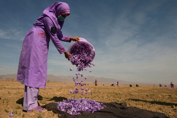 Según el PIB per cápita, Afganistán ocupa el lugar 178 y es uno de los diez países más pobres del mundo. Aquí no se produce casi nada, excepto drogas, de las que proviene el 60% de la renta nacional.En la foto: una mujer afgana recoge flores de azafrán en el campo en la periferia de Herat. - Sputnik Mundo