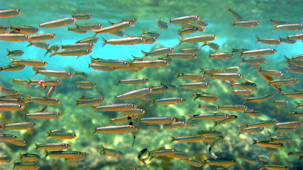 La sardina europea o sardina común (Sardina pilchardus)  - Sputnik Mundo