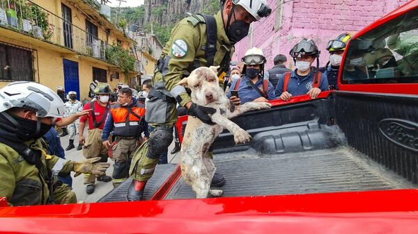 Perro rescatado en desgajamiento del Chiquihuite, México - Sputnik Mundo