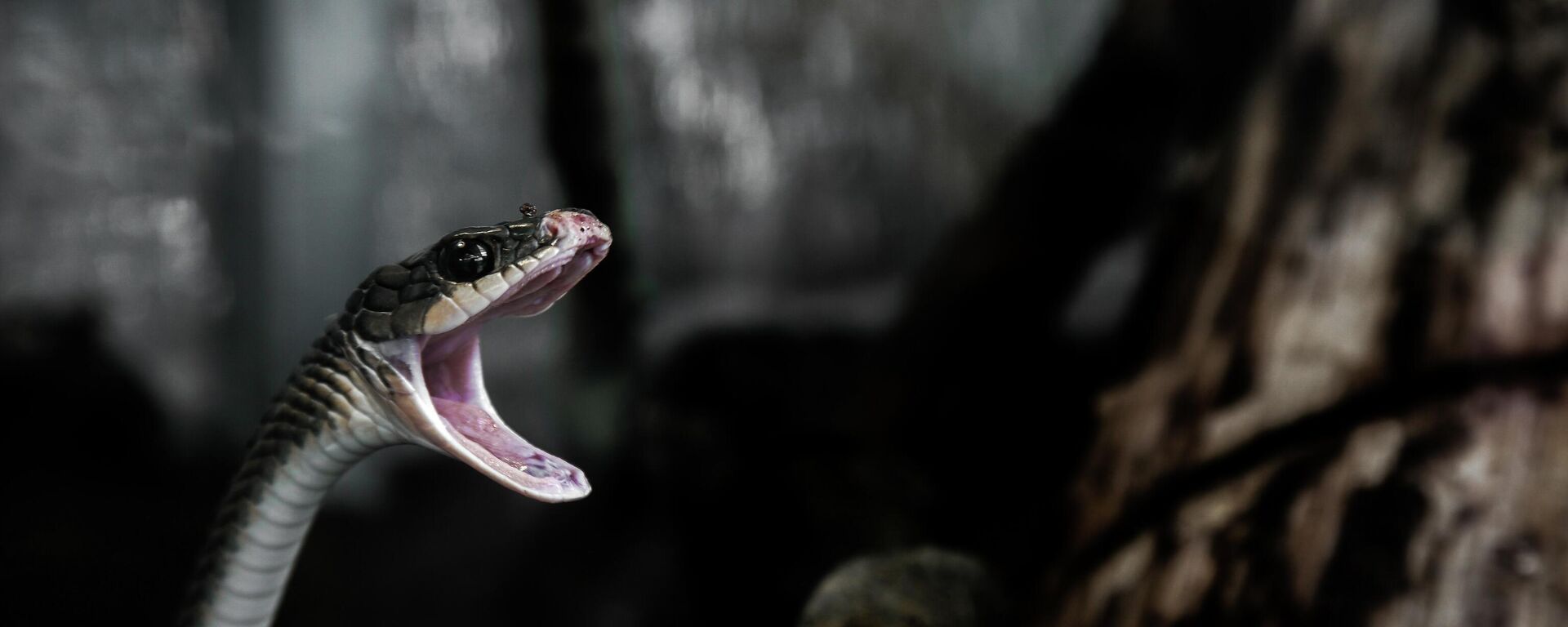 Una serpiente, ilustración Una serpiente, ilustración - Sputnik Mundo, 1920, 19.09.2021