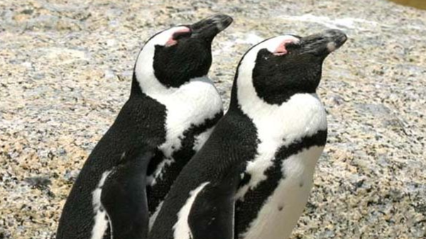 Pingüinos africanos - Sputnik Mundo