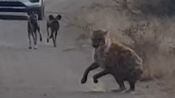 Una manada de perros salvajes le arruina la siesta a una hiena - Sputnik Mundo
