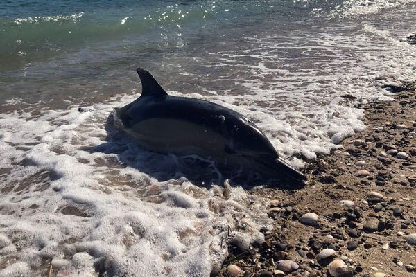 Delfines muertos en Río Negro - Sputnik Mundo