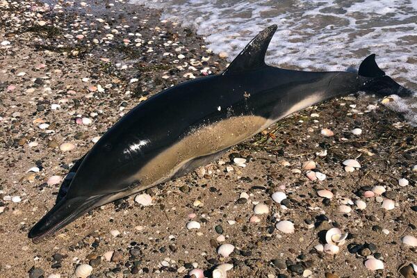 Delfines muertos en las costas de Río Negro, Argentina - Sputnik Mundo
