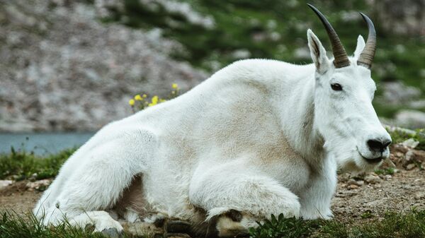 Una cabra montesa, foto de archivo - Sputnik Mundo