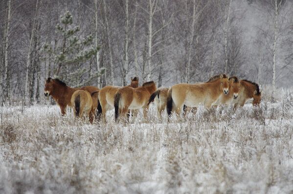 Unos caballos salvajes en la zona de exclusión de Chernóbil. - Sputnik Mundo