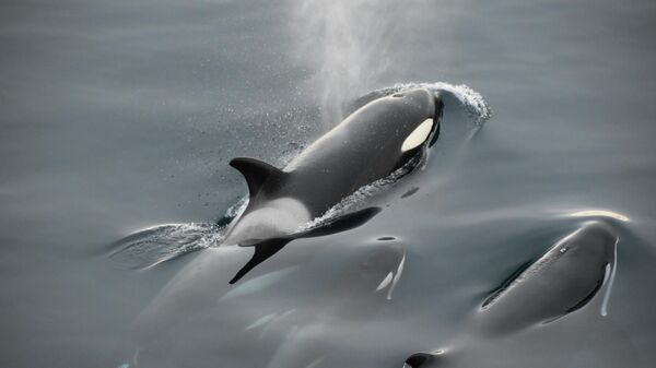 Unas orcas - Sputnik Mundo