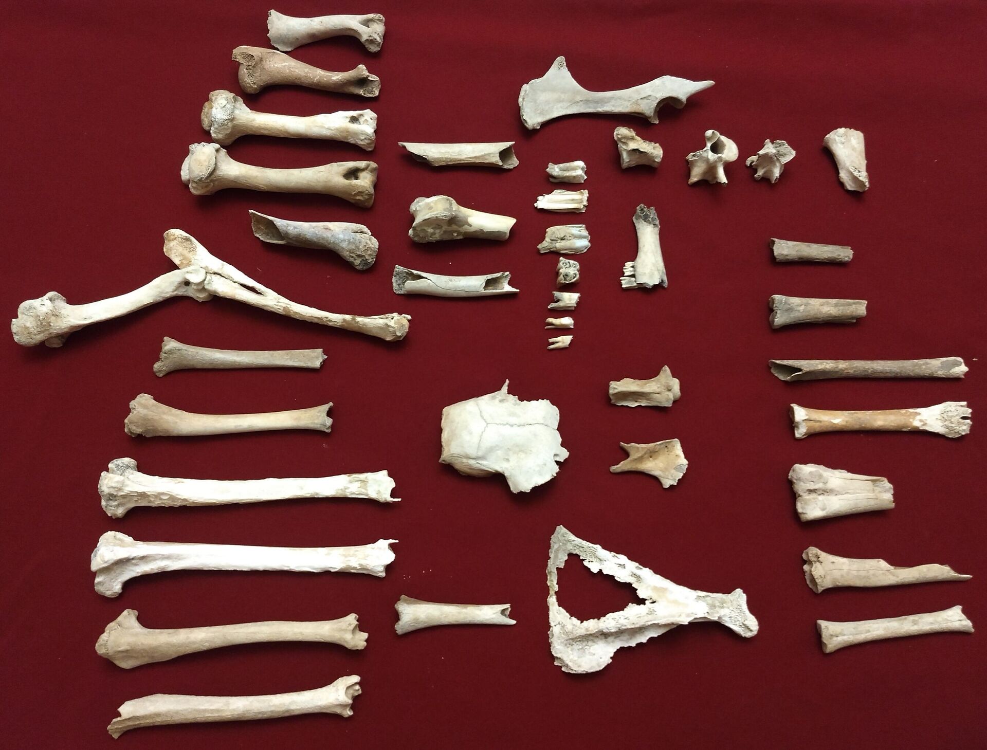 Restos óseos de seis ciervos prehistóricos hallados cerca de San Pedro, provincia de Buenos Aires, Argentina - Sputnik Mundo, 1920, 08.10.2021
