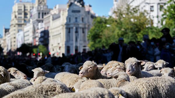 Un rebaño trashumante de cabras y ovejas, frente al edificio Metrópolis de Madrid - Sputnik Mundo