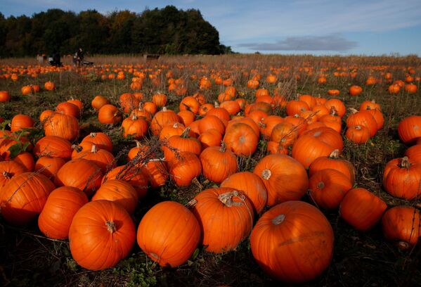 Para los lugareños, la calabaza no solo es un símbolo del otoño, de comida deliciosa y de confort hogareño, sino también el principal atributo de Halloween. - Sputnik Mundo