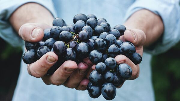 Algunas uvas en las manos de una persona. - Sputnik Mundo