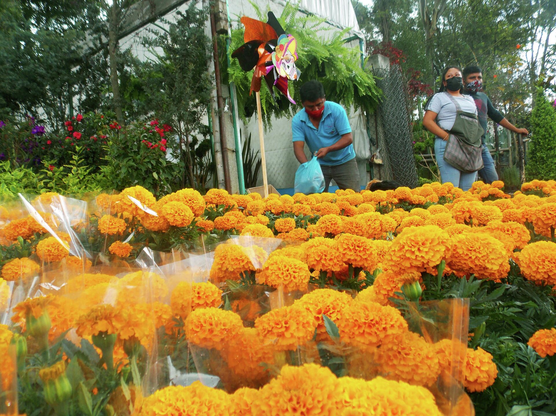 El cultivo de flor del Día de Muertos, un trabajo que se hereda a través de  generaciones , Sputnik Mundo