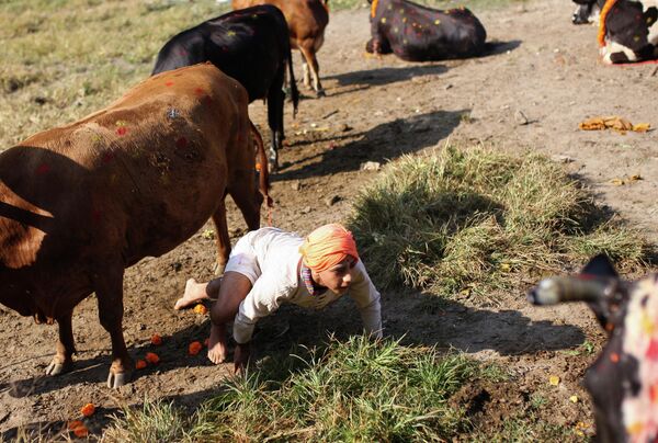 Un sacerdote hindú se arrastra bajo una vaca como parte de los rituales del Diwali en Katmandú (Nepal). - Sputnik Mundo