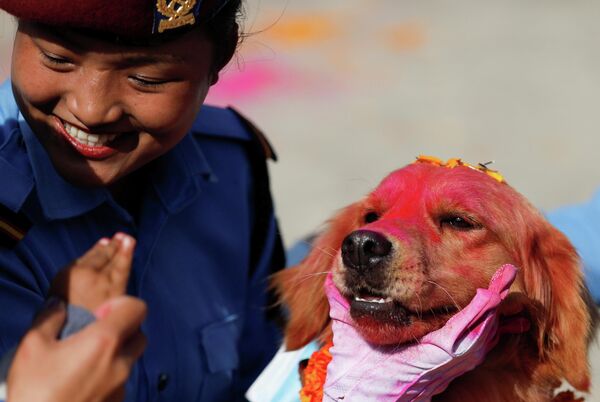 Un perro pintado con polvo carmesí como parte de las celebraciones en el centro de entrenamiento canino de la Policía en Katmandú (Nepal). - Sputnik Mundo
