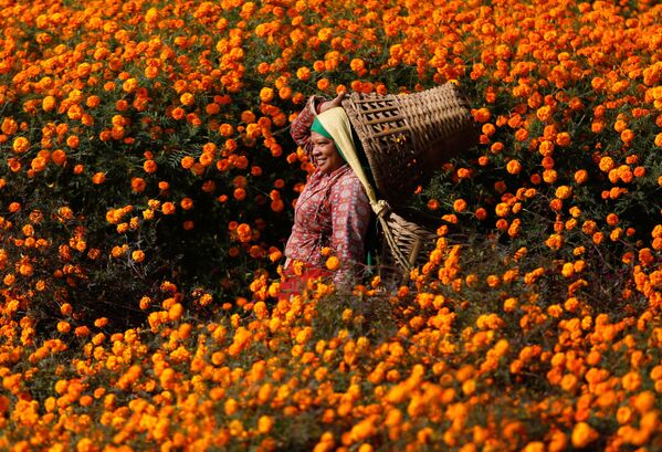 Una mujer recolecta flores que se utilizan para hacer guirnaldas tradicionales de la festividad hindú de Diwali. - Sputnik Mundo