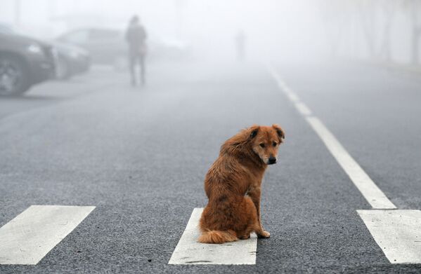 La espesa niebla cubre Moscú. - Sputnik Mundo