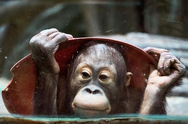 Un bebé de orangután de Sumatra en el Zoológico de Moscú. - Sputnik Mundo
