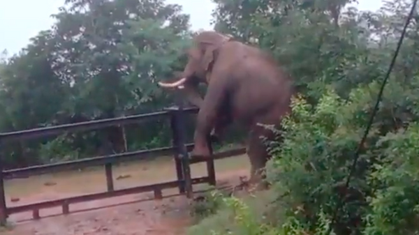 Un elefante trepa por una valla alta - Sputnik Mundo