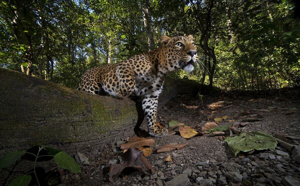 El fotógrafo Shivang Mehta capta cómo un leopardo indio se asusta mientras activa una cámara trampa colocada en medio de los pintorescos bosques en la región de Terai de la reserva de tigres de Corbett, en la India. - Sputnik Mundo