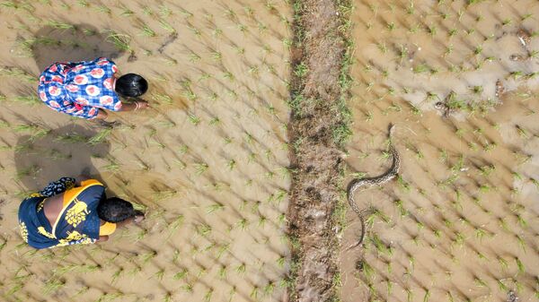 Una venenosa víbora de Russell nada cerca de las mujeres recolectoras de arroz. La imagen fue captada por Gnaneswar, finalista de la categoría Conservación. - Sputnik Mundo