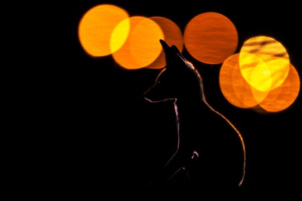 El fotógrafo Mohammad Murad captó a un zorro de Arabia sentado con las luces de una ciudad de fondo y se llevó el premio al mejor Retrato Animal. - Sputnik Mundo