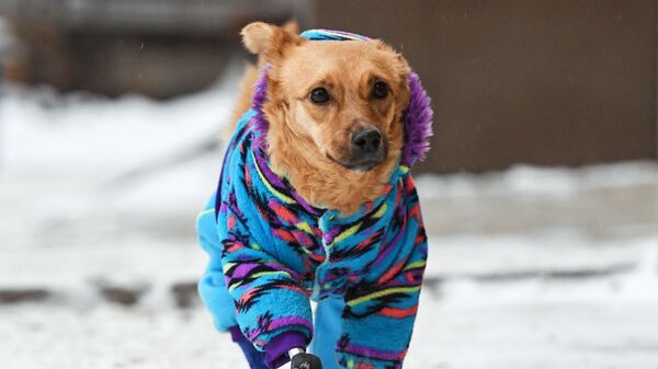 Собака по кличке Моника гуляет на улице рядом с ветеринарной клиникой Бэст в Новосибирске - Sputnik Mundo