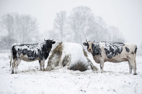 Unas vacas después de la primera nevada de invierno en un prado cerca de la aldea de Wiejki (Polonia). - Sputnik Mundo