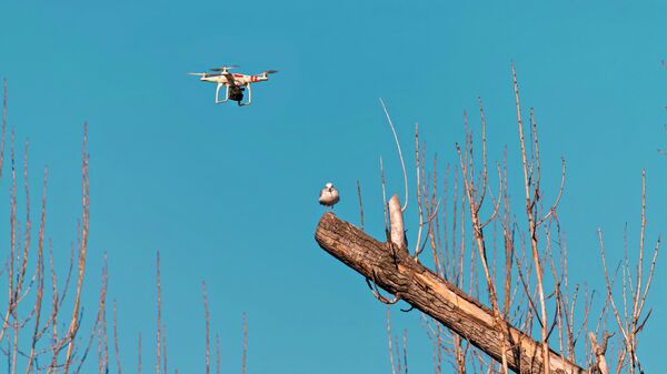 Un dron sobrevolando ramas secas - Sputnik Mundo