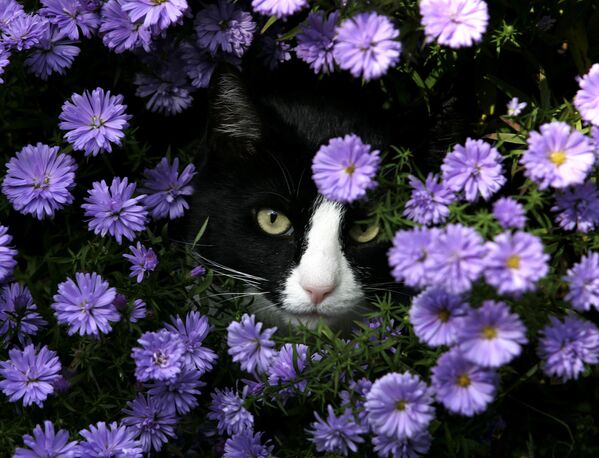 Los expertos de Pantone eligieron el color de tono azul como el símbolo de &quot;una visión muy nueva del mundo&quot;.En la foto: un gato en un jardín de Karlsdorf, en Alemania. - Sputnik Mundo