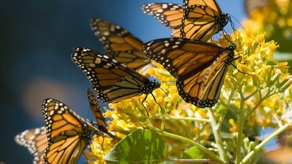 Mariposas monarca en los bosques del centro de México.  - Sputnik Mundo