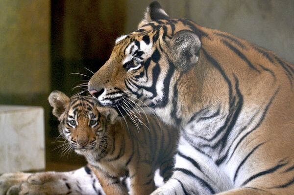 El 8 de junio, nacióun cachorro de tigre malayo en el santuario de animales salvajes Night Safari, en Singapur. - Sputnik Mundo