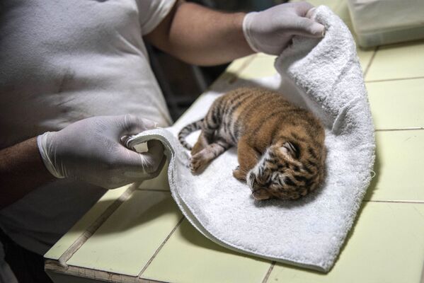 Un cachorro de tigre de Bengala, de tres días de nacido, a finales de agosto en el zoológico de Masaya, Nicaragua. - Sputnik Mundo