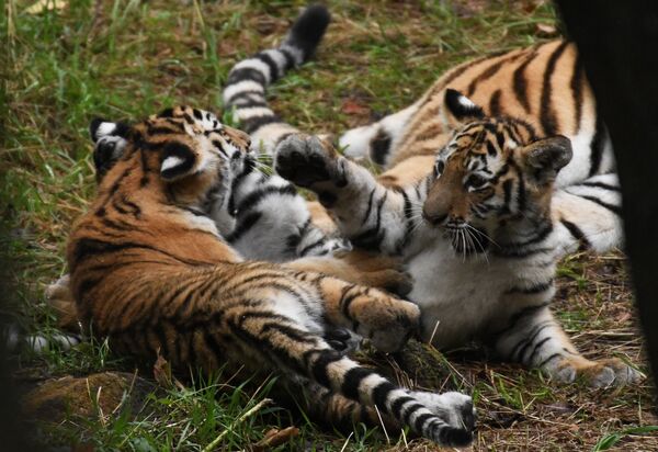 Los cachorros de tigre de Amur y una tigresa Ussuri en el parque safari de Primorsky, en Rusia. - Sputnik Mundo