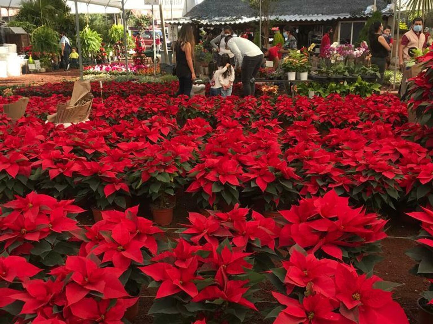 Renace el mercado mexicano de la flor de Nochebuena , Sputnik  Mundo