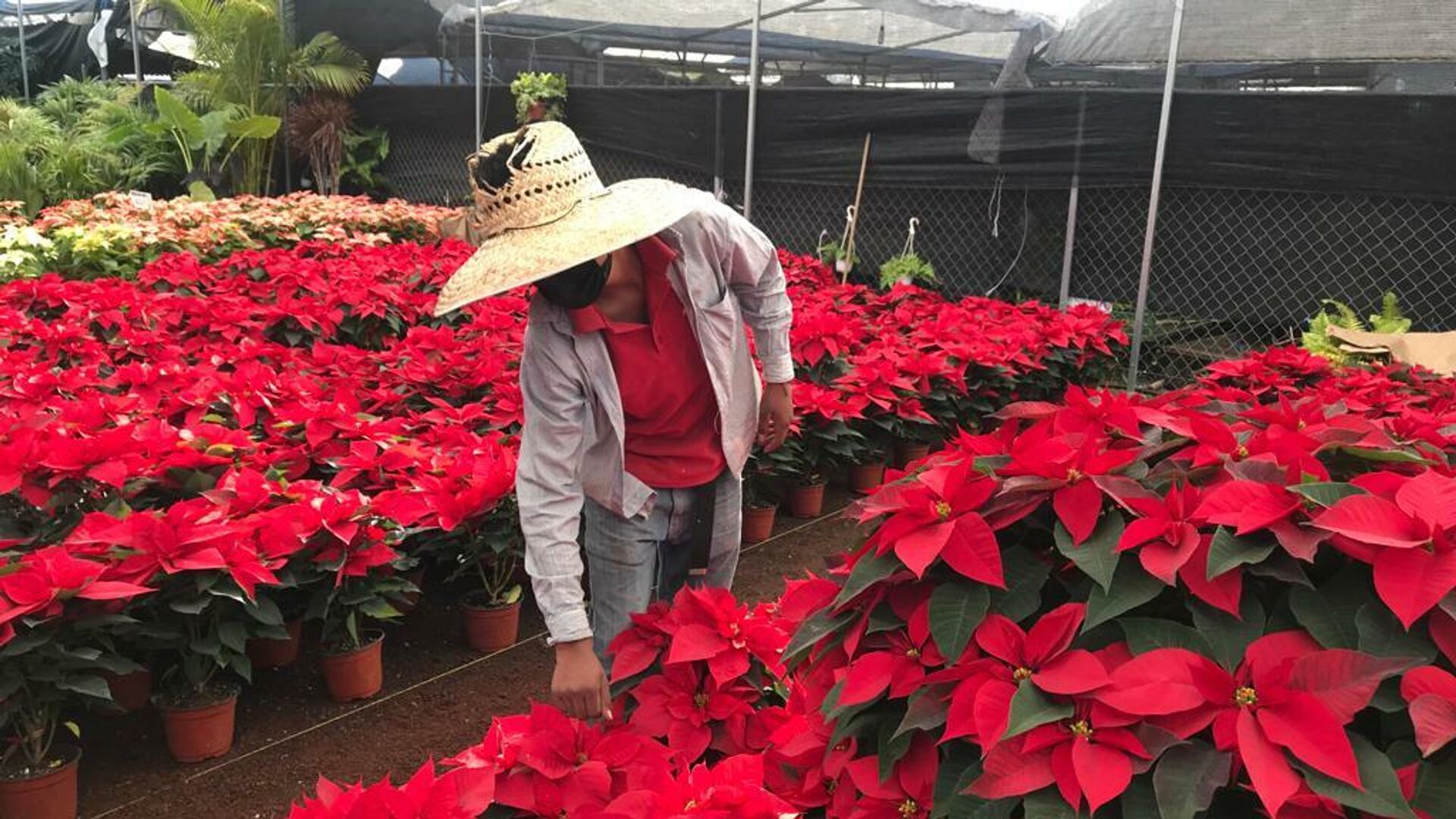 Renace el mercado mexicano de la flor de Nochebuena , Sputnik  Mundo