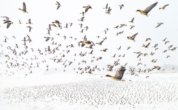 La fotografía Winter migration del noruego Terje Kolaas fue la ganadora del concurso Nature Photographer of the Year 2021. - Sputnik Mundo