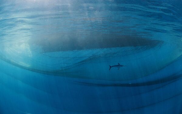 The king of the ocean, así se llama la imagen captada por el fotógrafo español Javier Murcia, ganador en la categoría de hombre y naturaleza. - Sputnik Mundo