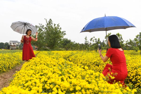Una mujer posa en un campo de crisantemos en Hung Yen, China. - Sputnik Mundo