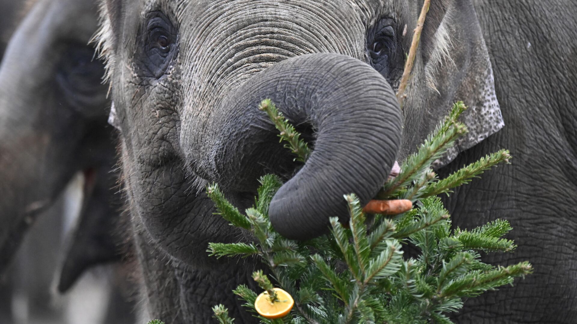 Un elefante en el zoológico de Berlín come un árbol de Navidad - Sputnik Mundo, 1920, 29.12.2021